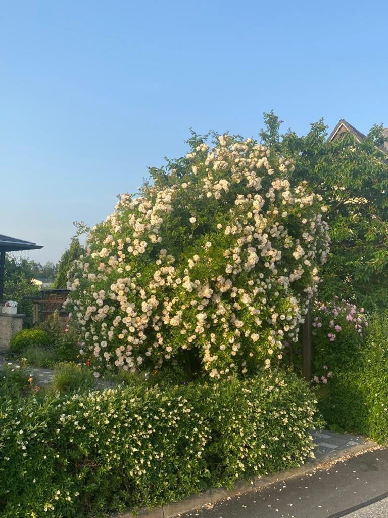 Ferienwohnung Hinterhermsdorf Glaser Sebnitz Bagian luar foto